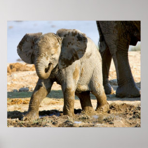 Namibia, Afrika: Baby Afrikanischer Elefant Poster