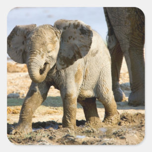 Namibia, Afrika: Baby Afrikanischer Elefant Quadratischer Aufkleber