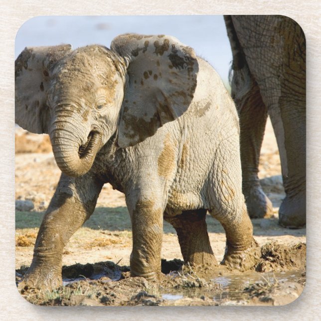 Namibia, Afrika: Baby Afrikanischer Elefant Untersetzer (Vorderseite)