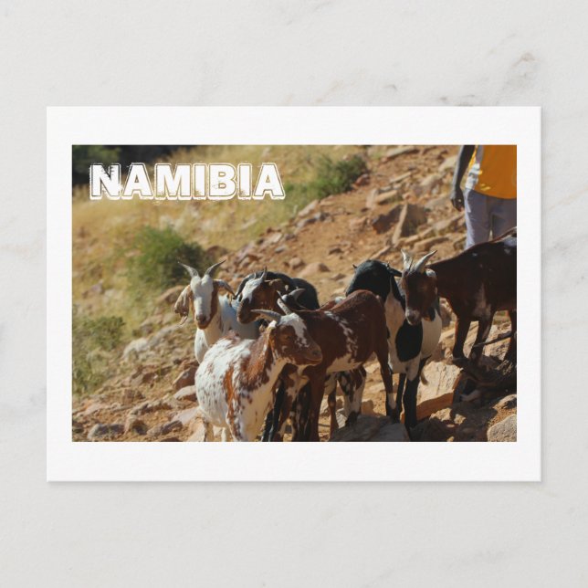 Namibia Afrika Namibia Landschaftsziegen Postkarte (Vorderseite)