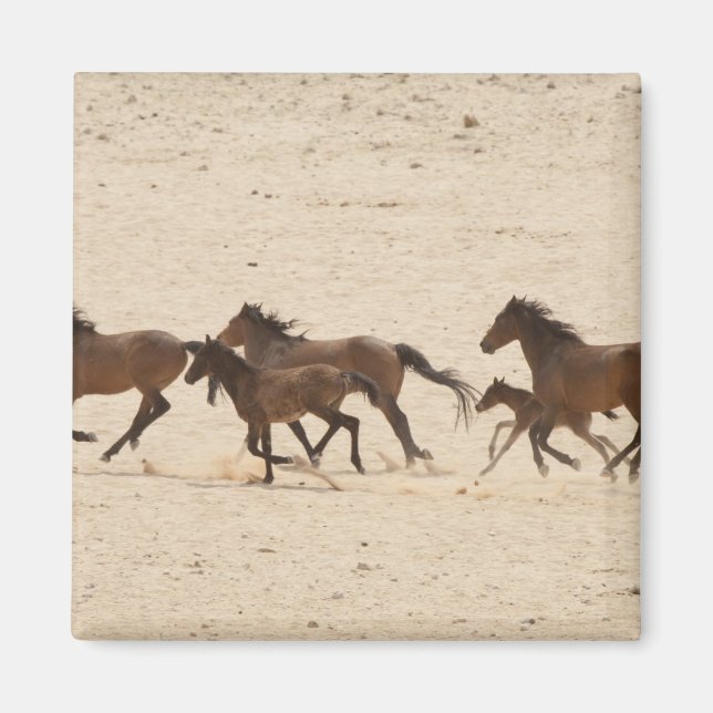 Namibia, Aus. Gruppe von Wildpferden auf Magnet (Vorne)
