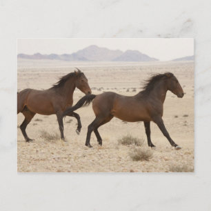 Namibia, Aus. Wilde Pferde laufen auf der Namib Postkarte