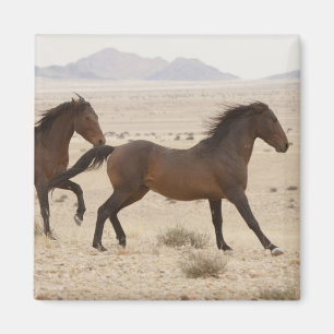 Namibia, Aus. Wildpferde laufen auf der Namib Magnet