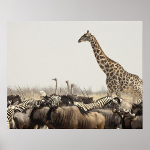Namibia, Etosha National Park. Eine einsame Giraff Poster