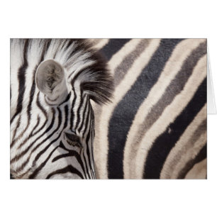Namibia, Etosha-Nationalpark. Details von zwei