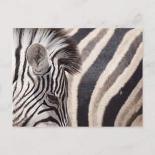 Namibia, Etosha-Nationalpark. Details von zwei Postkarte