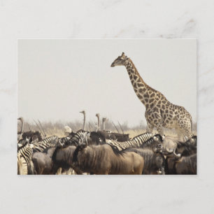 Namibia, Etosha-Nationalpark. Eine einsame Giraffe Postkarte