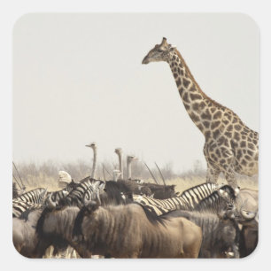 Namibia, Etosha-Nationalpark. Eine einsame Giraffe Quadratischer Aufkleber