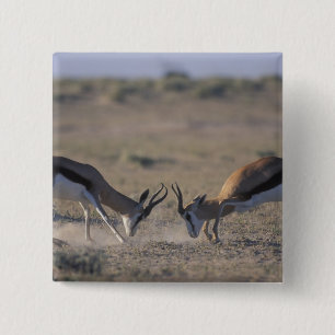 Namibia, Etosha-Nationalpark, Zwei männliche Button