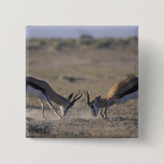 Namibia, Etosha-Nationalpark, Zwei männliche Button (Vorderseite)