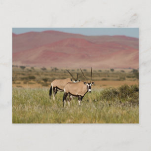 Namibia - Oryx-Antilopen auf der Postkarte Sossusv