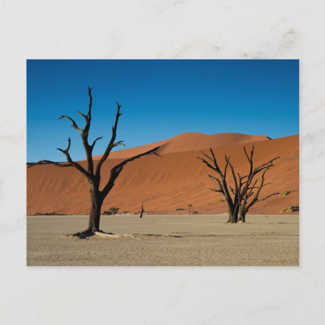 Namibia - versteinerte Bäume auf der Postkarte Dea (Vorderseite)