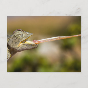 Namibia - Wüste Chameleon - Postkarte