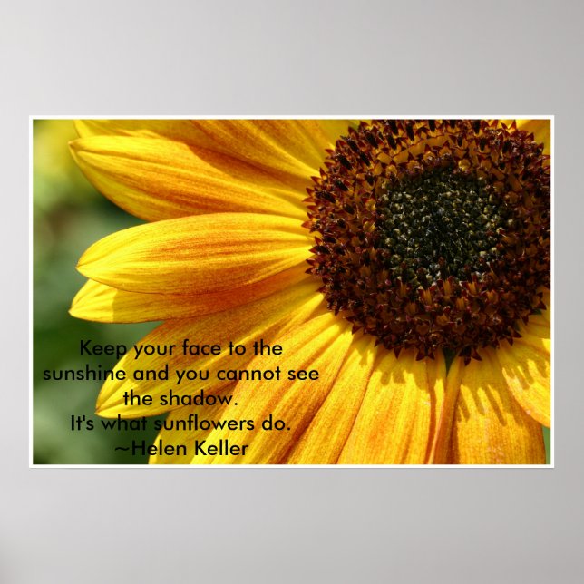 Nancys_sunflower Poster (Vorne)