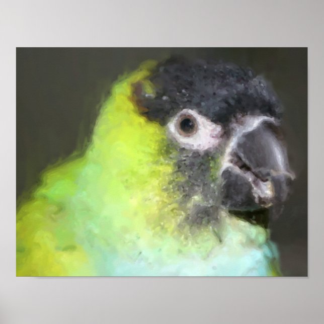 Nanday Conure Parrot Foto Malerei Poster (Vorne)