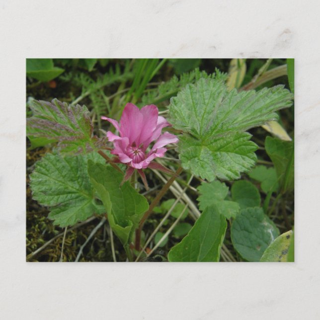 Nangoon Blossom, Insel Unalaska Postkarte (Vorderseite)