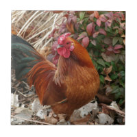 Nankin Zwerghuhn-Huhn