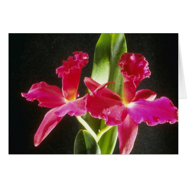 Naokazu "Feuer-Ball" (Potinara) Blumen (Vorderseite (Horizontal))