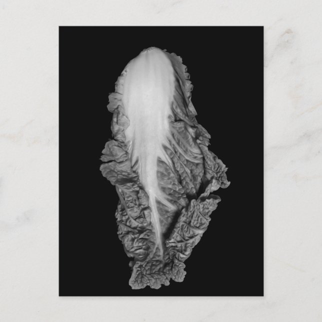 Napa Cabbage Portrait Fotografie Postkarte (Vorderseite)