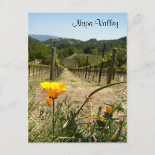 Napa-Tal-Frühling Postkarte