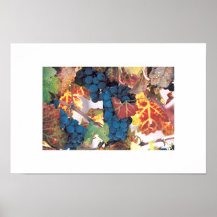 Napa-Tal Weinberg Poster