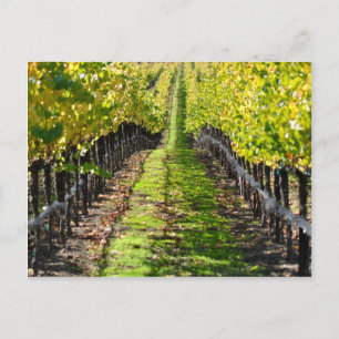 Napa Valley California Weinroute Mendrisiotto Postkarte