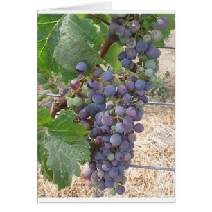 Napa Valley Trauben