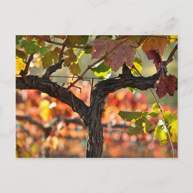 Napa Valley Vineyard California Postkarte (Vorderseite)