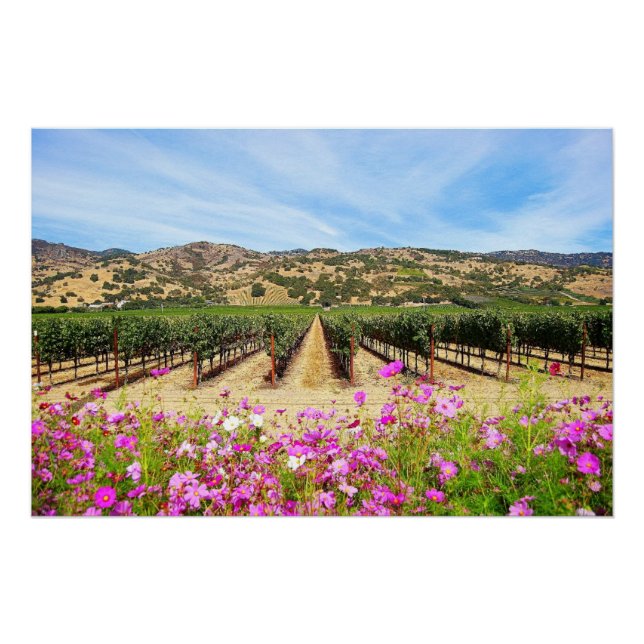 Napa Valley Vineyard mit Cosmos Poster (Vorderseite)