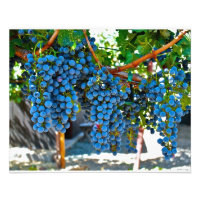 Napa Valley Weinkeller Trauben