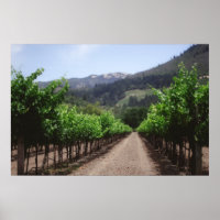 Napa Vineyard