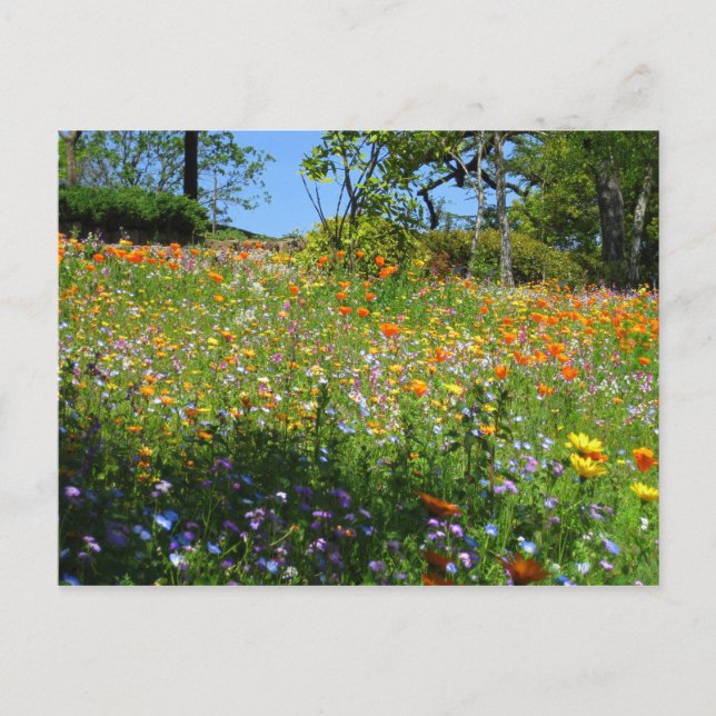 Napa Wildblumenkarte Postkarte (Vorderseite)