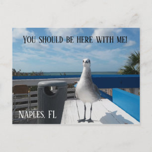 NAPLES, FL Niedlich Seagull Print Beach Postkarte