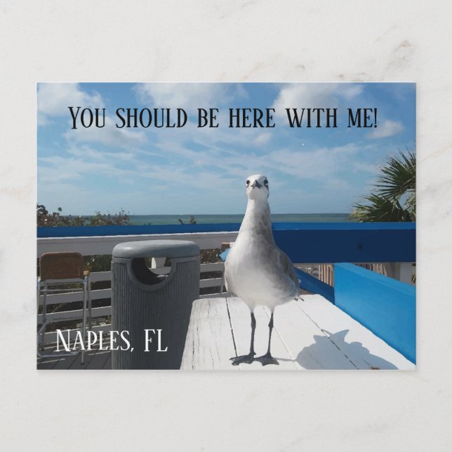 NAPLES, FL Niedlich Seagull Print Beach Postkarte (Vorderseite)