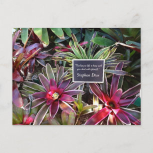 Naples Florida Botanischer Garten Stephen Dias Zit Postkarte