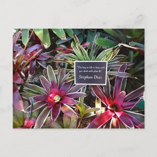 Naples Florida Botanischer Garten Stephen Dias Zit Postkarte (Vorderseite)