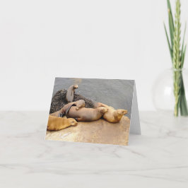 Napping Baby Sea Lions