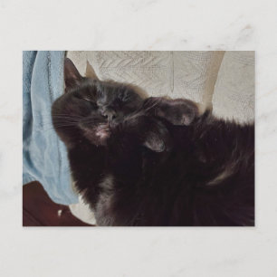 Napping Black Cat Postkarte