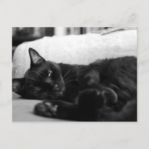 Napping Cat Postkarte