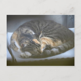 Napping Cat Postkarte
