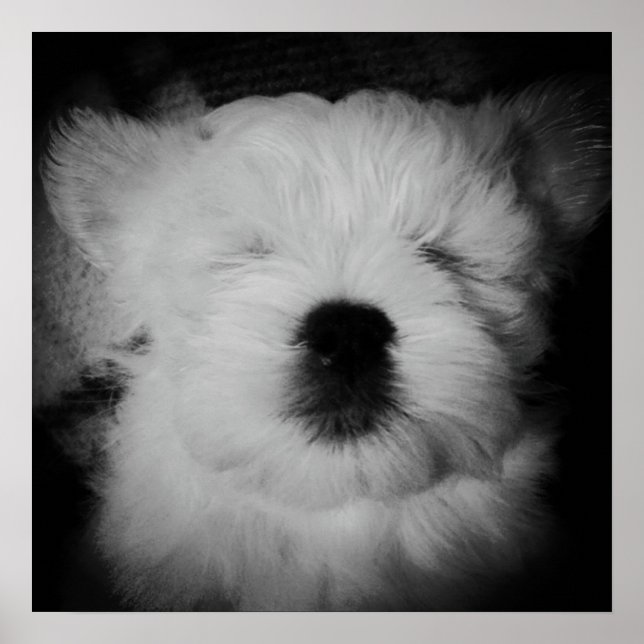 Napping Maltipoo Poster (Vorne)