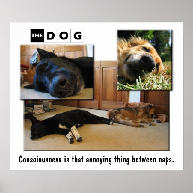 Napping Poster (Vorne)