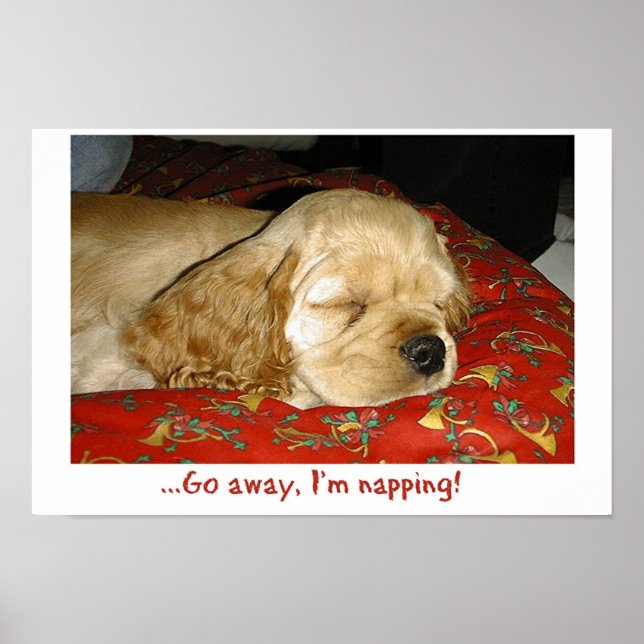 Napping Poster (Vorne)