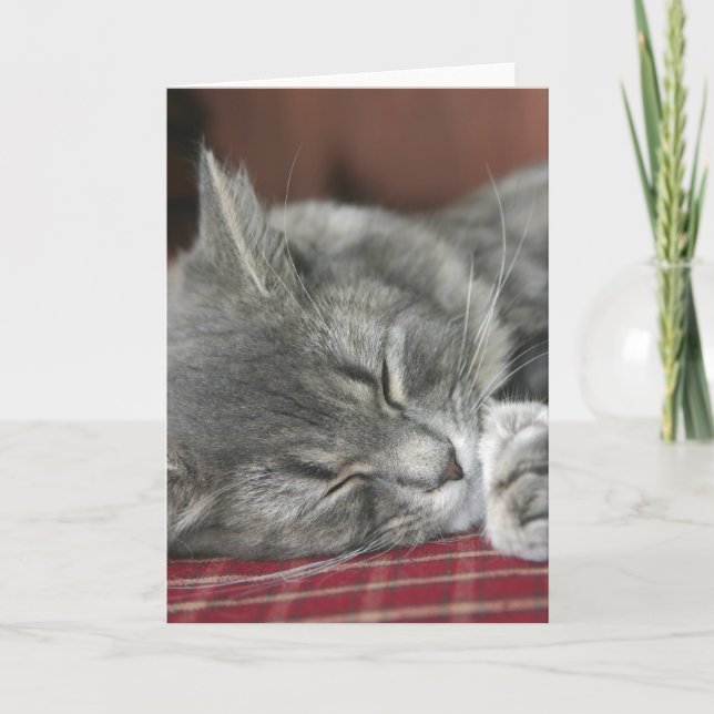 Napping Tabby Cat Notecard Karte (Vorderseite)
