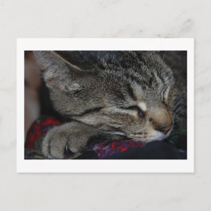 Napping Tabby Postcard Postkarte