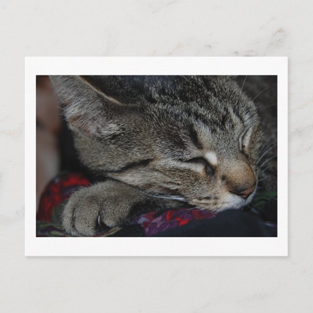 Napping Tabby Postcard Postkarte (Vorderseite)