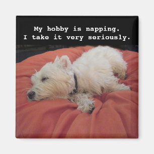 Napping Westie Foto Magnet