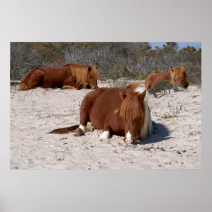 Napping Wild Ponies im Nationalpark Assateague Poster