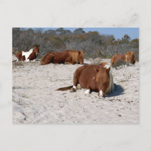 Napping Wild Ponies im Nationalpark Assateague Postkarte