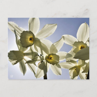Narcissen die bloeien met een lente blauwe lucht  postkarte